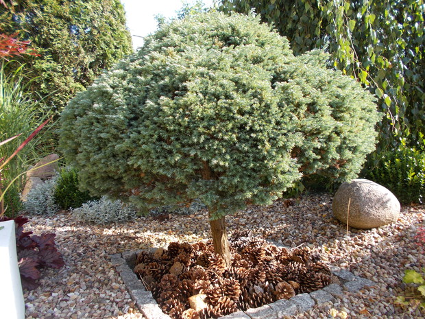 Formowany cyprys. Pod spodem wysypane szyszki z własnej sosny.