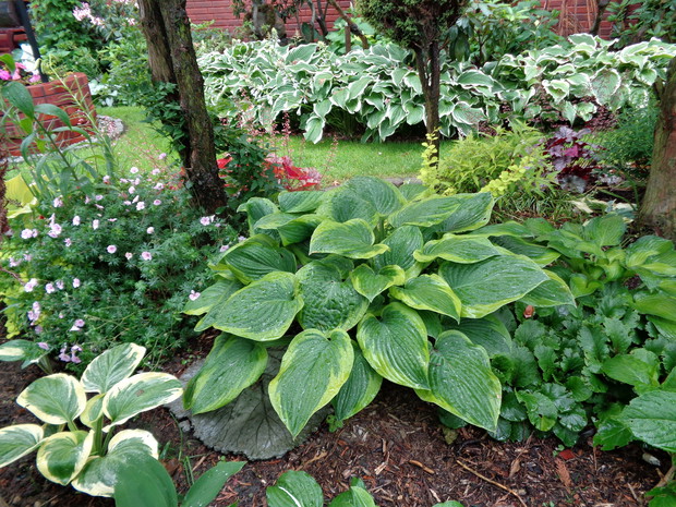 Funkie czyli hosty: rośliny o ozdobnych liściach - bardzo dobrze czują się w naszym klimacie. 
Bardzo uwielbiam hosty i mam ich w ogrodzie sporo:)