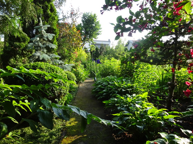 Funkie to jedne z moich ulubionych roślin. Tu tworzą cienisty zakątek.