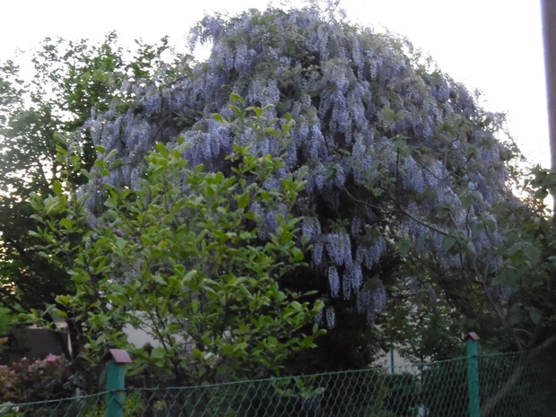 Glicynia na drzewie.