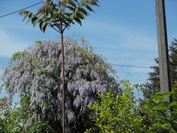 Glicynia na jabłoni.