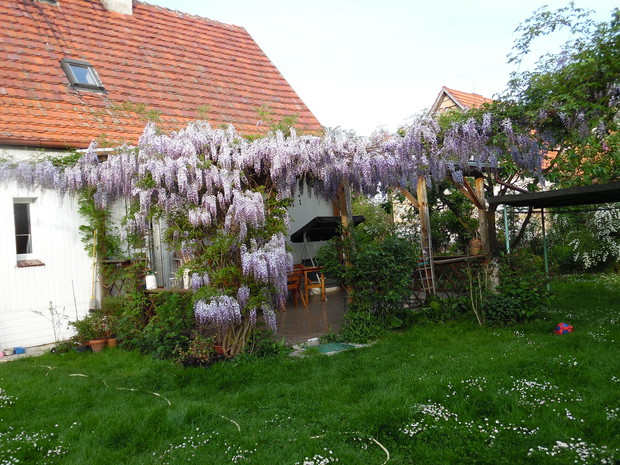 Glicynia z tarasu na jabłoń.