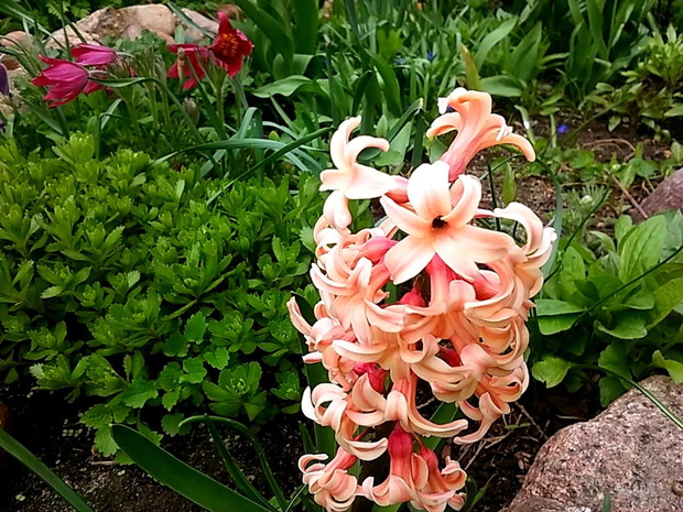 Hiacynt o dziwnym kolorze.