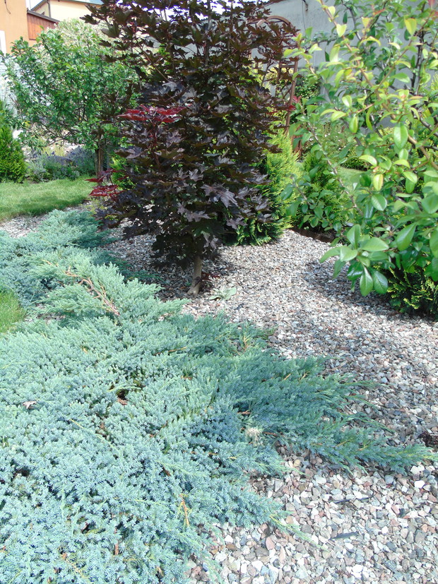 Honorowe miejsce zajmuje klon kolumnowy Crimson Sentry.