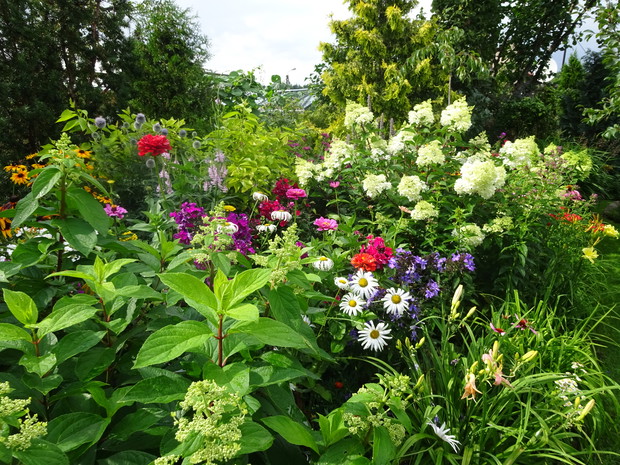 Hortensja bukietowa zaczyna górować nad floksami, będzie piękna aż do jesieni.