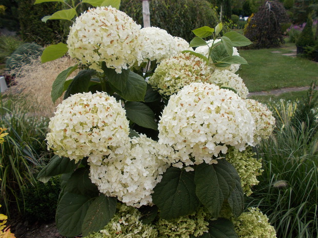 Hortensja ogrodowa w tym roku została obsypana kwiatami.