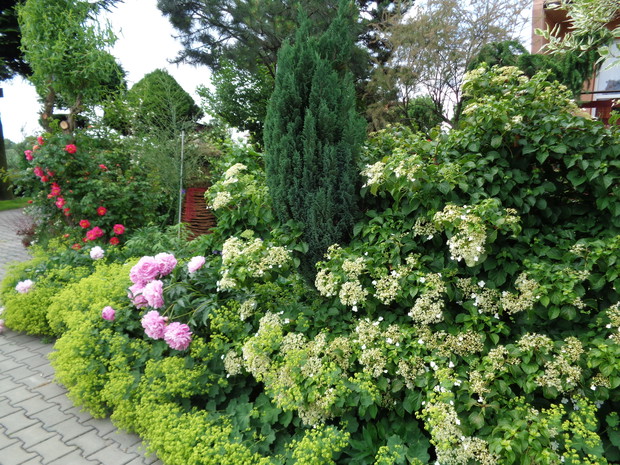 Hortensja pnąca staje się rewelacyjną ozdobą ogrodu jest pnącym krzewem o czerwonobrązowych pędach czepnych.