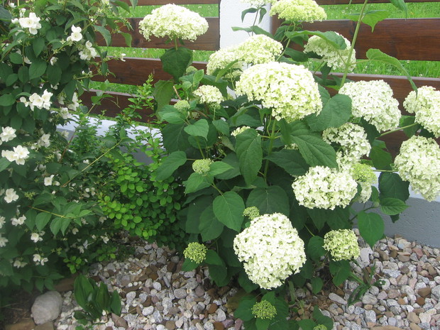 Hortensja świetnie się sprawdza w ogrodzie skalnym