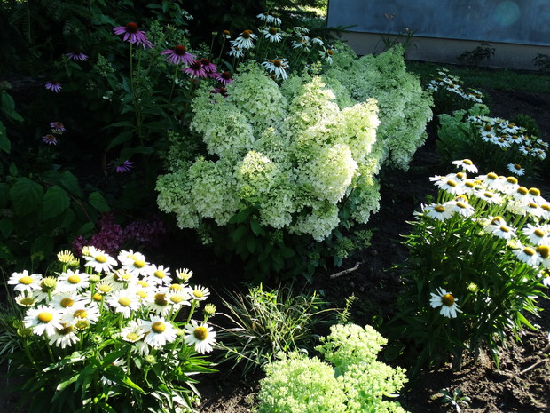 hortensje bobo i jeżówki mediation white 