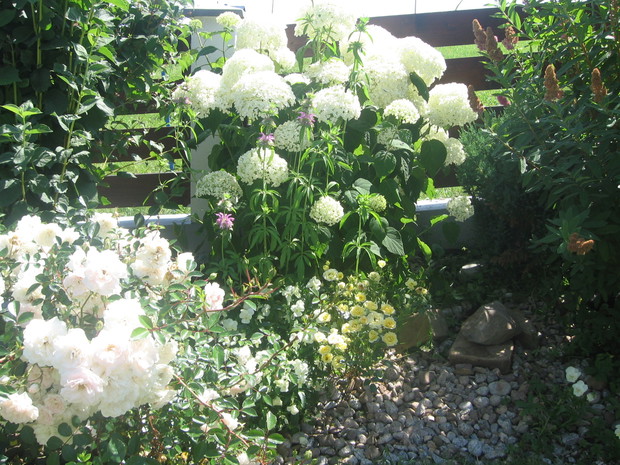 hortensje i róże miniaturki 