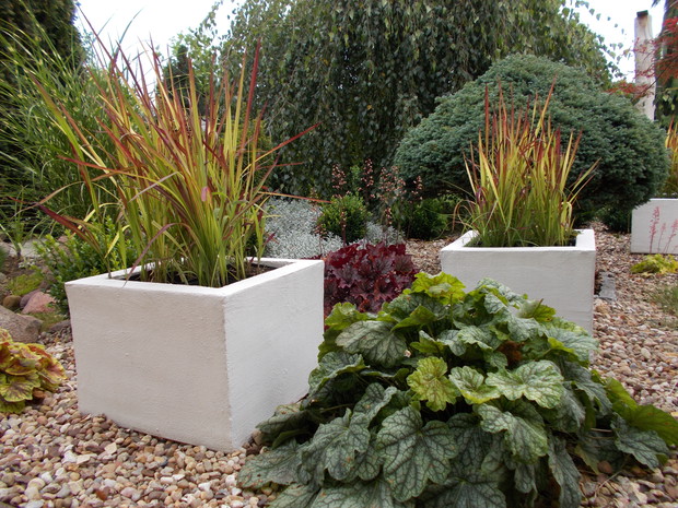 Imperaty cylindryczne "Red Baron" w towarzystwie żurawek.