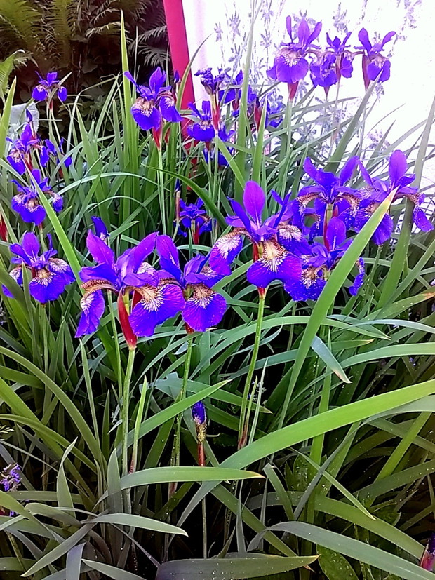 Iryski syberyjskie. Lubie je chociaż rozrastają się w niekontrolowany sposób.