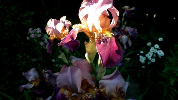 Irysy rosnące same, bez żadnych zabiegów z mojej strony.