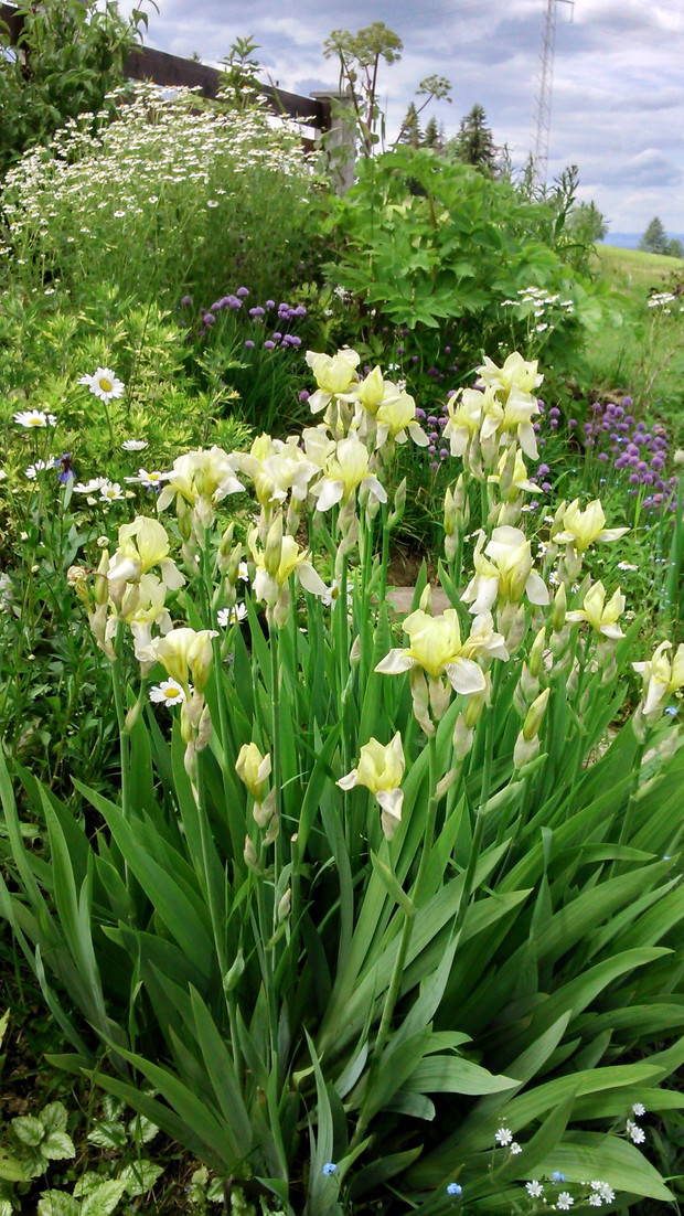 Irysy wkomponowane w skalniak