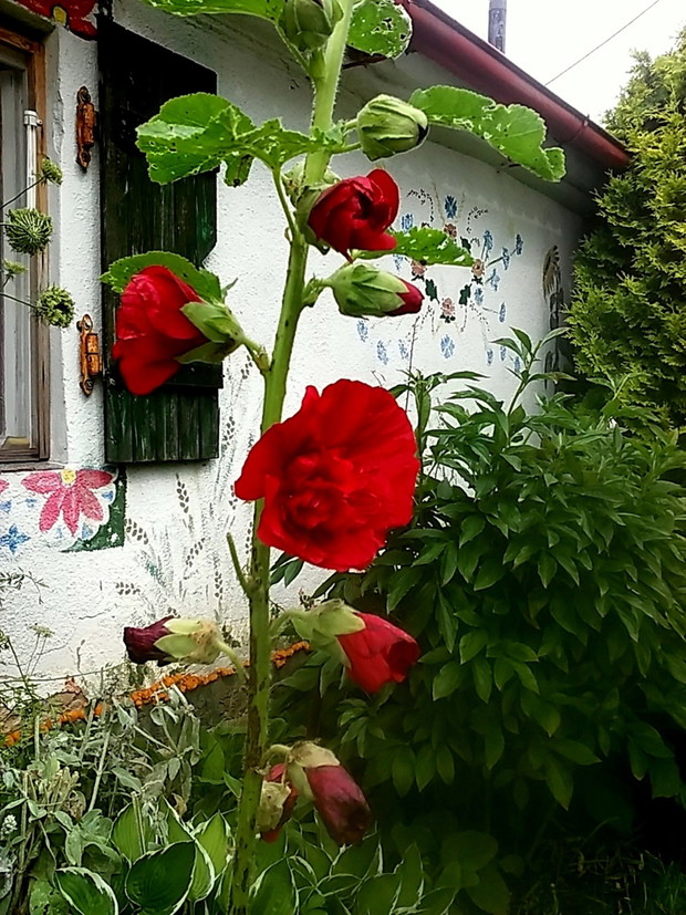 Jak wieś, to i malwy.