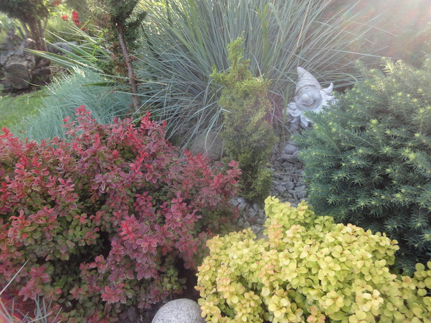 Jedna z rabat z berberysami,trawą.miniaturowymi iglaczkami i wesołym skrzatem