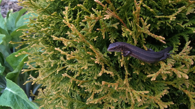 Jedna z wielu w naszym ogrodzie