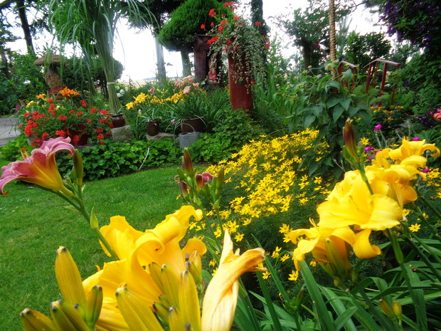 Jeszcze magia kolorów naszego latowego
ogrodu 