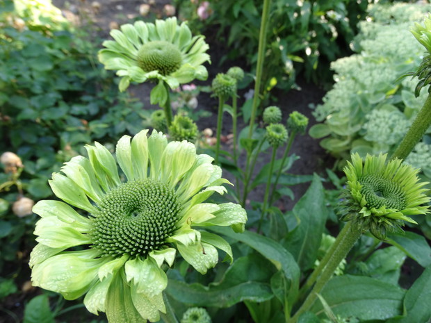 Jeżówka green jewel