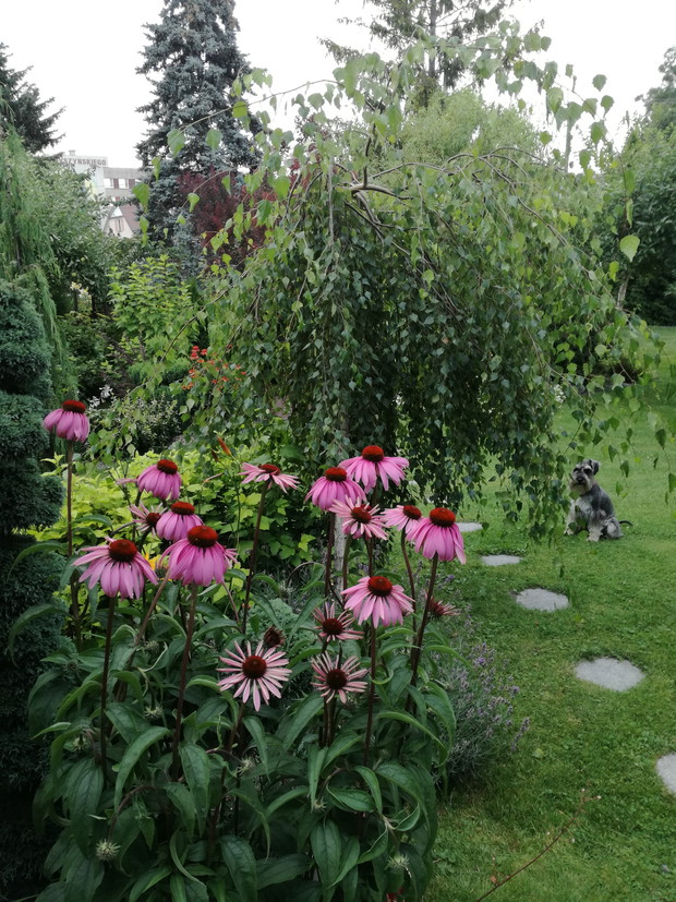 jeżówka na tle brzozy