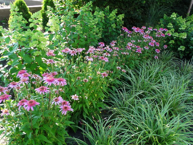 jeżówki hortensje i trawy