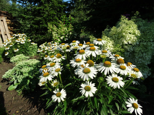 Jeżówki i hortensje