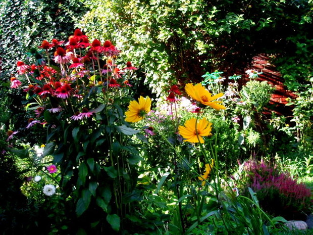 Jeżówki i nachyłki.Bez nich nie wyobrażam sobie wrześniowego ogrodu.