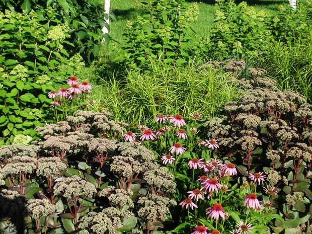 jeżówki i rozchodniki