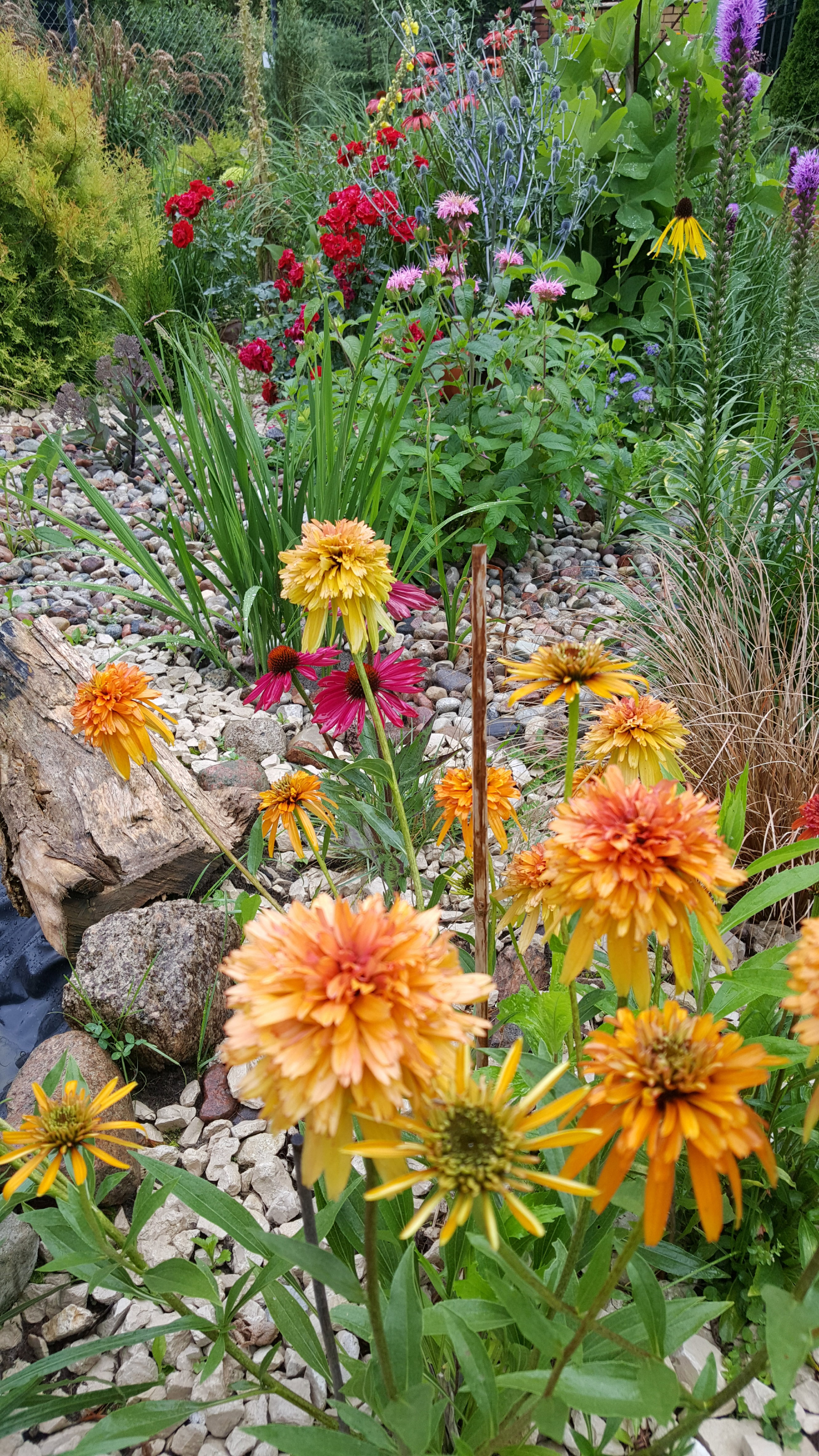 Jeżówki , liatry, róże, monarda to zdecydowanie kwiaty lata. 