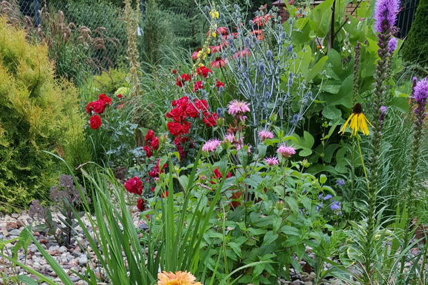 Jeżówki , liatry, róże, monarda to zdecydowanie kwiaty lata.
