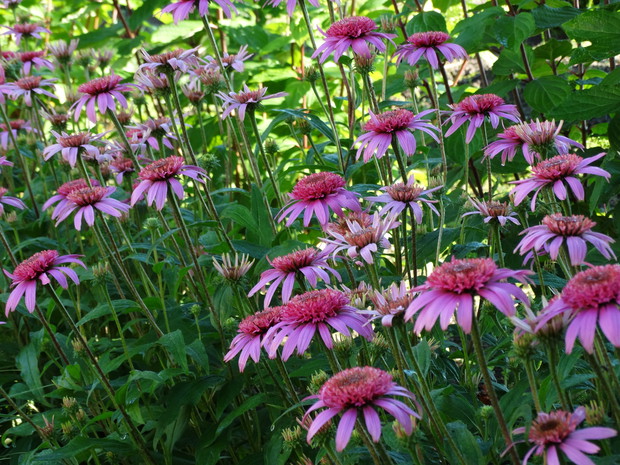 jeżówki pink double delight