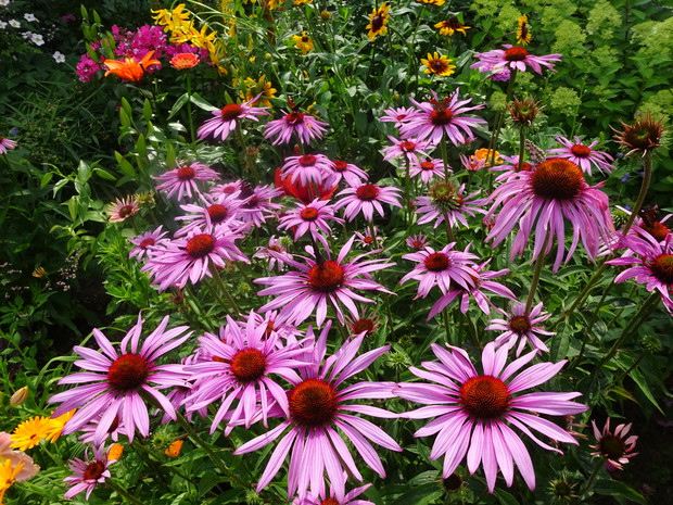 Jeżówki ulubienice motyli.