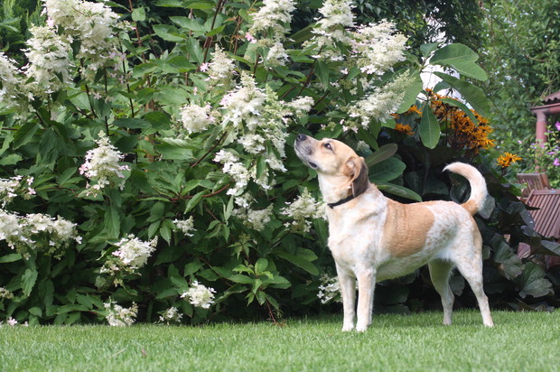 Języczka, hortensja, magnolia parasolowata