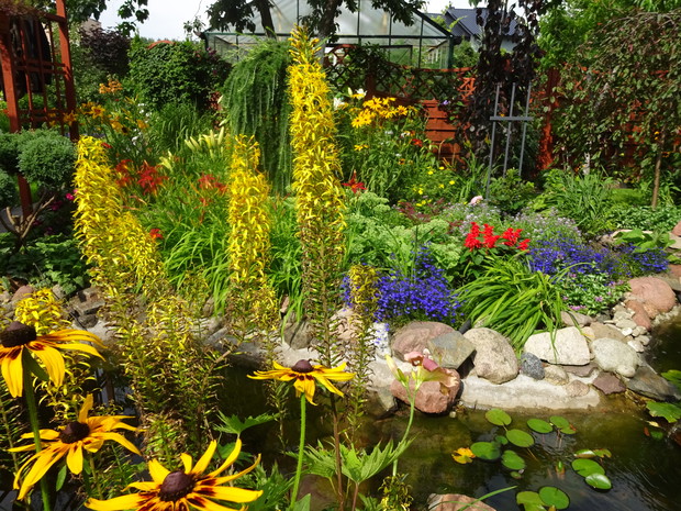 Języczka przewalskiego i rudbekia ładnie się prezentują.