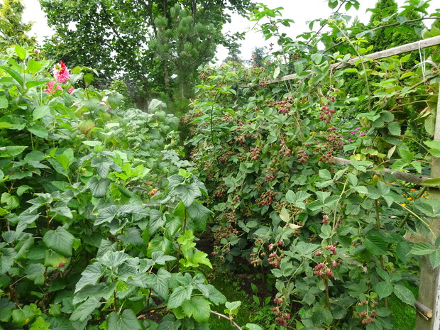 Jeżyny w tym roku bardzo obrodziły.