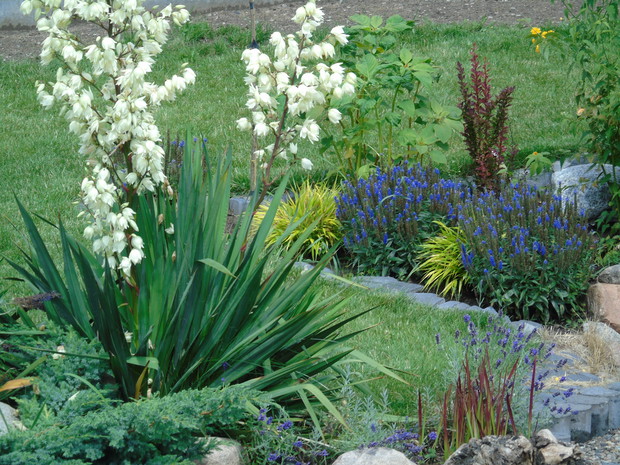 Juka olśniewa obfitymi kwiatami, obok imperata cylindryczna, dalej przetacznik kłosowy i trawa bambusowa.