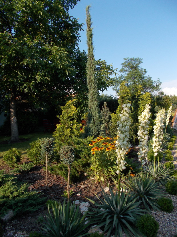 Jukki karolińskie od kilku lat obficie kwitną.