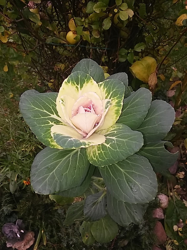 Kapusta ozdobna kwitnie nawet w listopadzie.