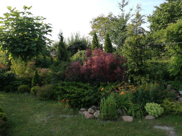 Katalpa - jedna z najpiękniejszych roślin