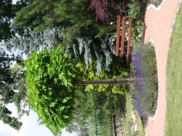 katalpa zielona "Nana"