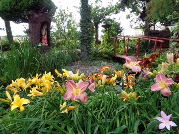 Każdy pojedynczy kwiat żyje zaledwie jeden dzień :) Dzięki temu, że liliowce wytwarzają dużo kwiatów, kwitnieniem możemy cieszyć się o wiele dłużej niż jeden dzień.