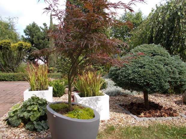 Klon palmowy "Atropurpurea"