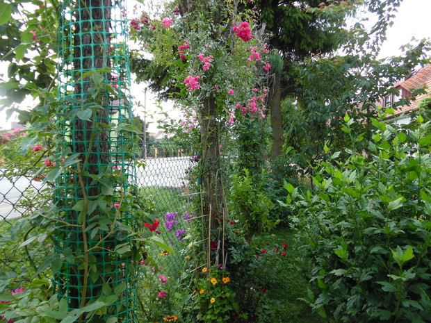 Kolejne drzewa w pnączach.