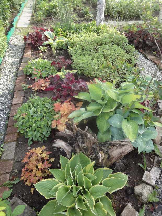 Kolorowe liście żurawek i host dodają uroku tej rabacie