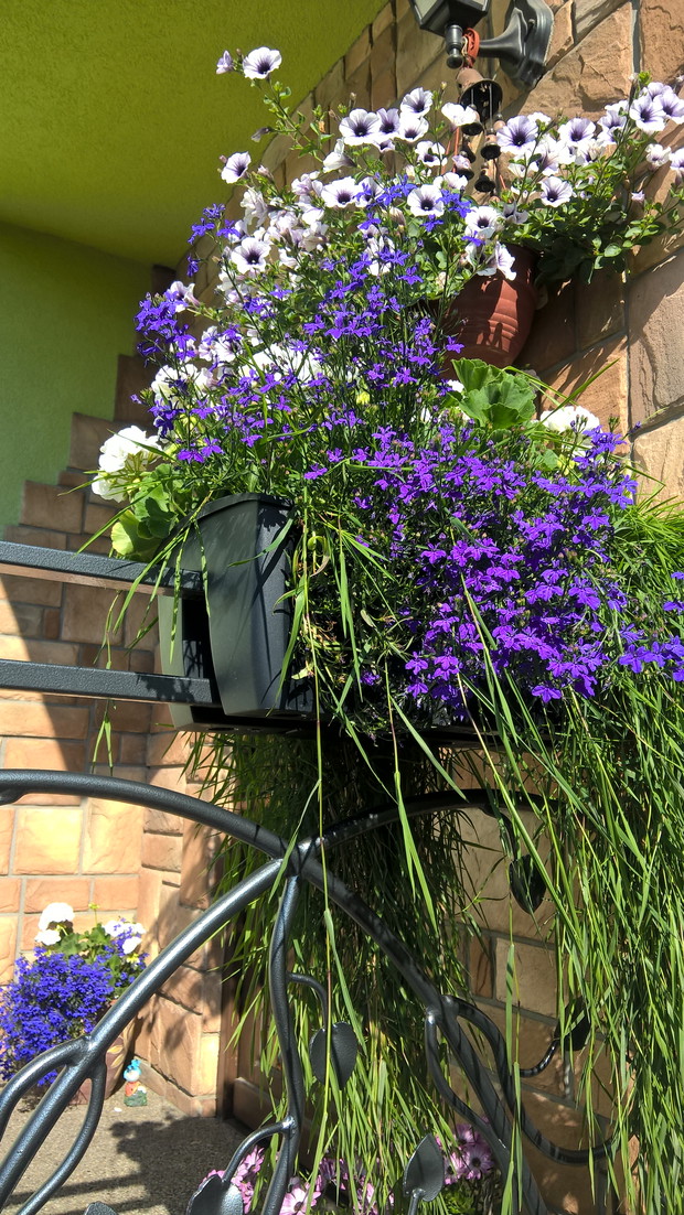 Kompozycje w donicach przed drzwiami wejściowymi - surfinia, pelargonia i lobelia.