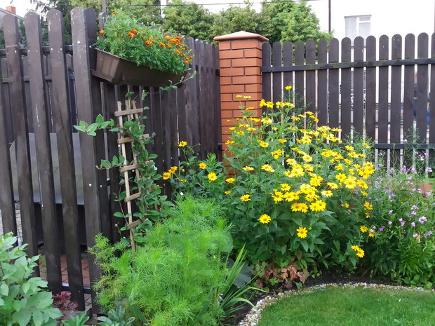Kosmos i aksamitki również nie zawodne co roku. Niby żadne wyszukane kwiaty a me oko cieszą 