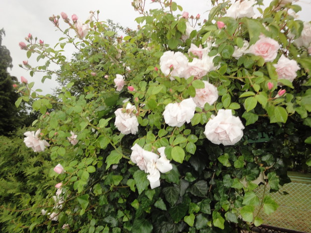 Królowe ogrodów ,ta akurat pnąca