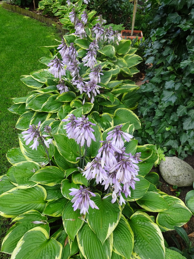 Kwiaty funkii są też piękne.