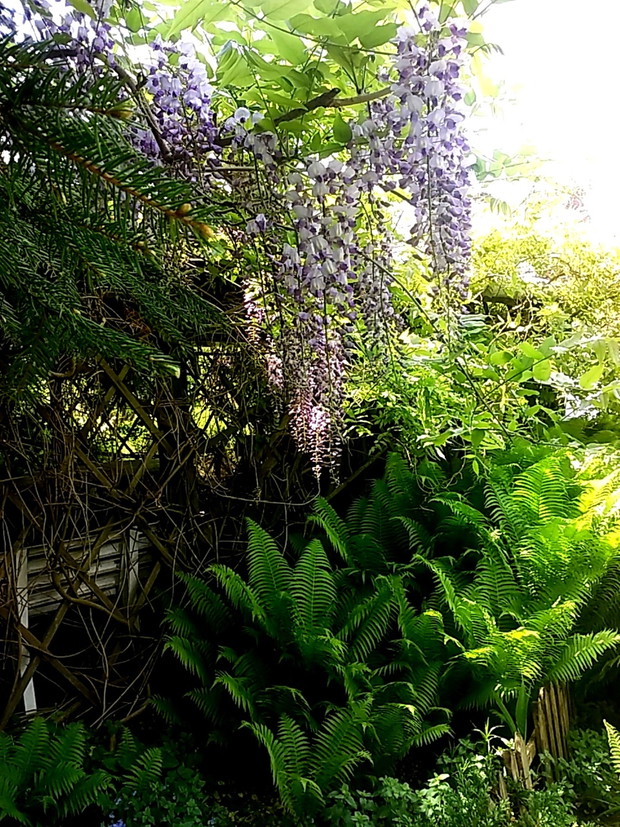 Kwiaty glicynii zwisające nad majowymi paprociami.