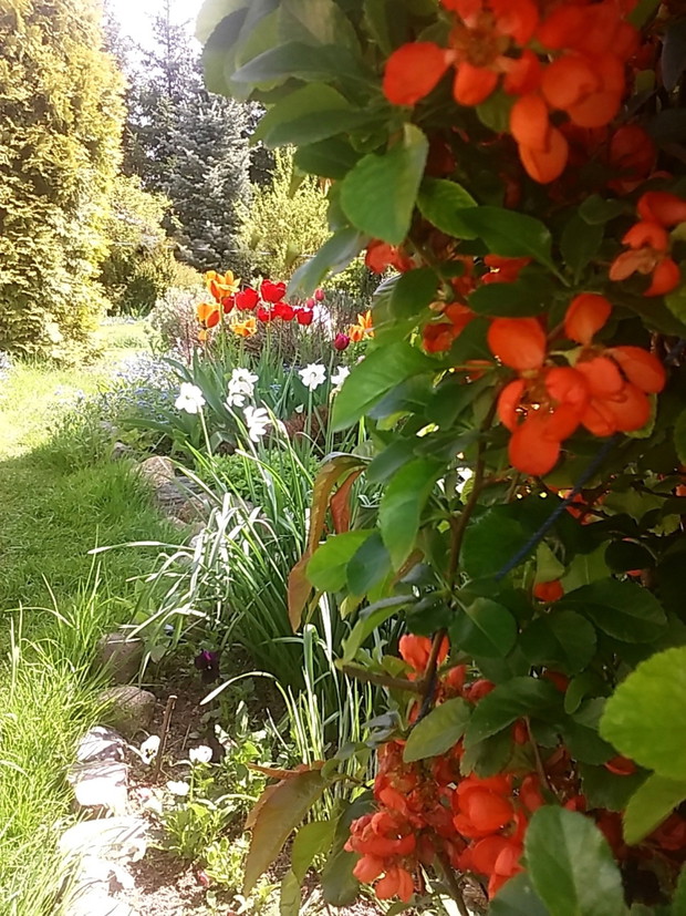 Kwiaty pigwowca. Z jego owoców jesienią będzie super zdrowy sok i pyszna nalewka.